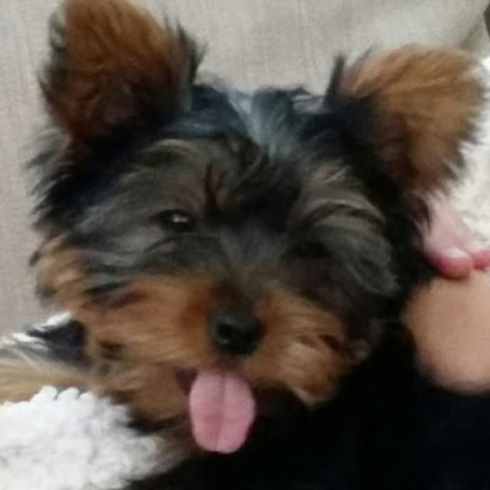 Meet your Posher, Abby
